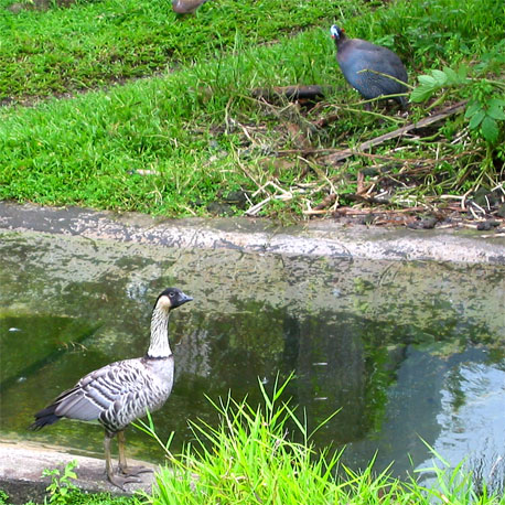fowl guinea production thesis Smallholder helmeted guinea fowl production in the over 20 training sessions in various aspects of production and commercialization of guinea fowl production. fowl guinea production thesis Smallholder helmeted guinea fowl production in the over 20 training sessions in various aspects of production and commercialization of guinea fowl production.